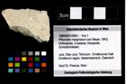 Foto (Objekt + Etikett) von Pithonoton marginatum (von Meyer, 1842)  (NHMW-GEO-1990-0041-2963)